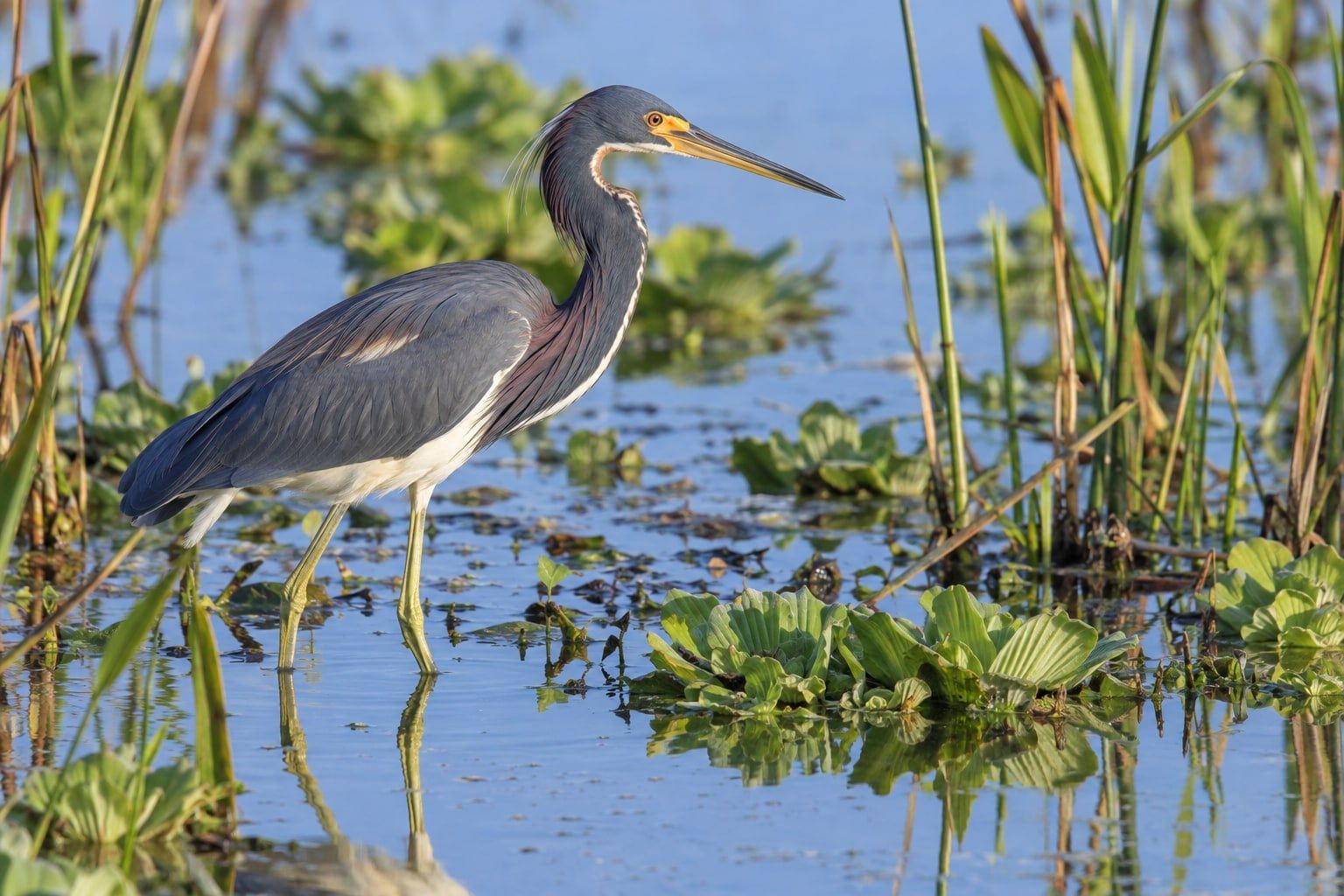 A tricolored heron wading in shallow blue water among reeds and water lettuce